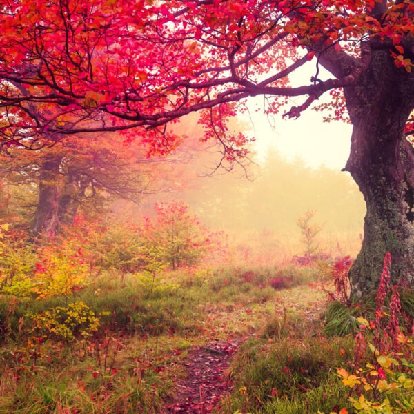 ciu0053_baja Roller Estampado COD ciu0053_baja